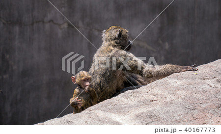 アヌビスヒヒ 40167773