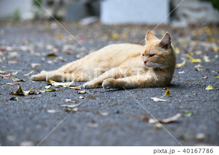 猫 猫 40167786