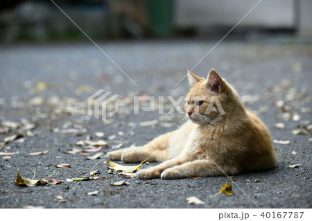 猫 40167787