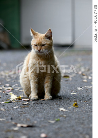 猫 40167788
