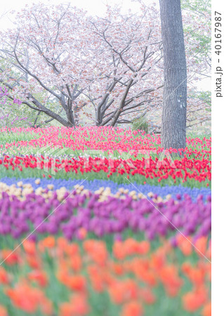 ひたち海浜公園の春の写真素材