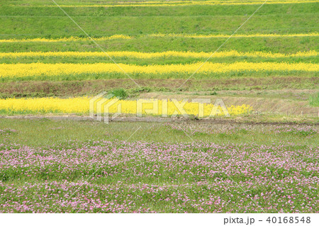 安曇野の春　レンゲソウと菜の花咲く里山 40168548