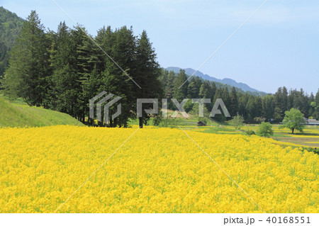 安曇野の春 菜の花咲く里山 安曇野の春 菜の花咲く里山 40168551