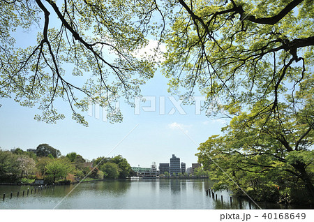 洗足池公園 洗足池公園 40168649