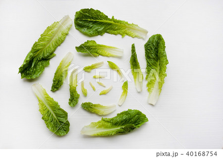 Fresh chinese cabbage isolated 40168754
