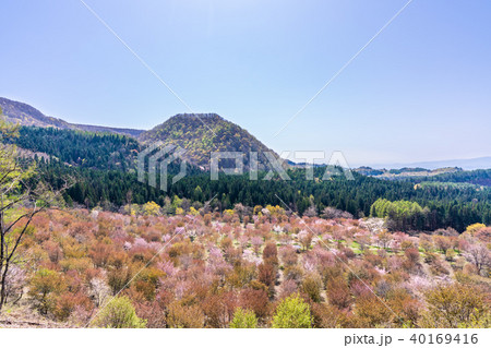 日本の春 裏磐梯・桜峠の風景 日本の春 裏磐梯・桜峠の風景 40169416