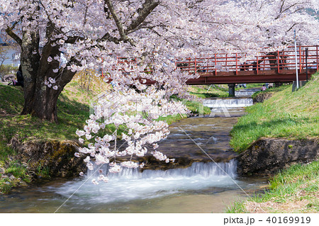 観音寺川の桜 観音寺川の桜 40169919