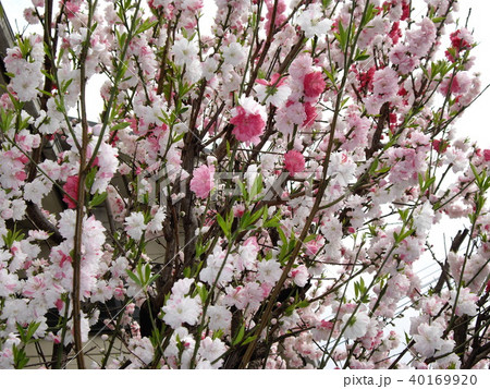 ハナモモ　 40169920