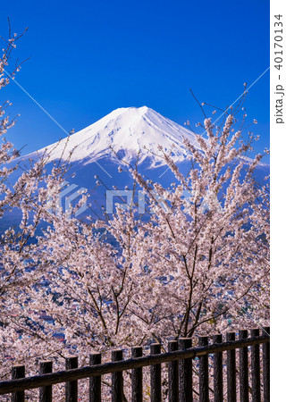 満開の桜と富士山 40170134