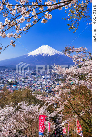 新倉山浅間公園の桜と富士山 新倉山浅間公園の桜と富士山 40170139