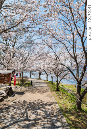 河口湖北岸 ウォーキングトレイルの風景 河口湖北岸 ウォーキングトレイルの風景 40170141
