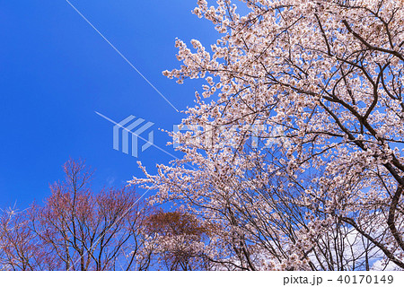 満開の桜と飛行機雲 満開の桜と飛行機雲 40170149