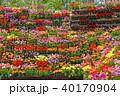 となみチューリップフェア/色鮮やかなチューリップの壁！（花の大谷） 40170904