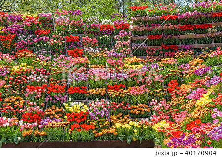 となみチューリップフェア/色鮮やかなチューリップの壁！（花の大谷） 40170904