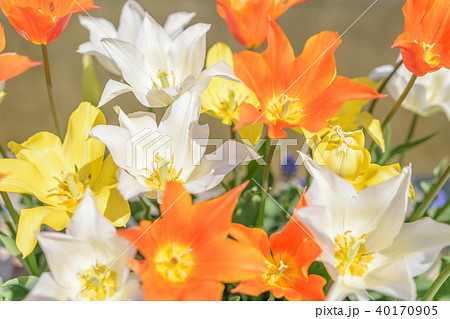 となみチューリップフェア/これもチューリップ となみチューリップフェア/これもチューリップ 40170905