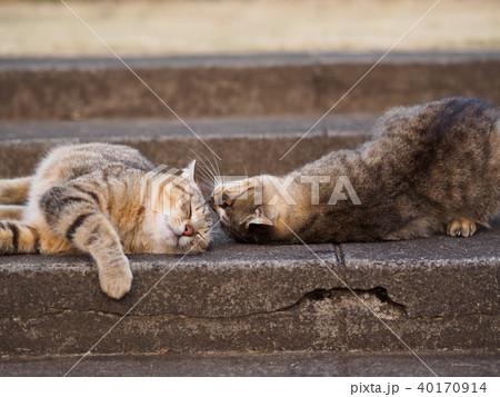 野良猫 野良猫 40170914
