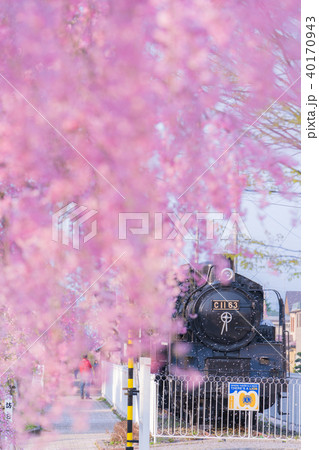 日中線記念自転車歩行者道のしだれ桜 日中線記念自転車歩行者道のしだれ桜 40170943