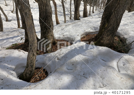 浅春のブナの森　福島県只見町 40171295
