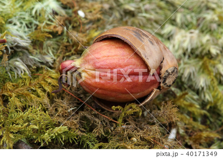 コナラのドングリの発芽 福島県只見町 コナラのドングリの発芽 福島県只見町 40171349