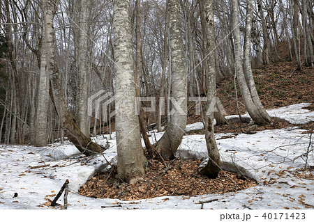 浅春のブナの森 福島県只見町 浅春のブナの森 福島県只見町 40171423