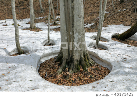 浅春のブナの森 福島県只見町 浅春のブナの森 福島県只見町 40171425