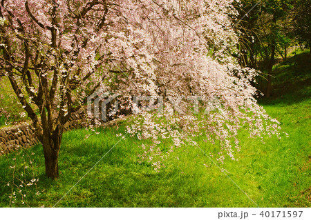 枝垂桜 枝垂桜 40171597