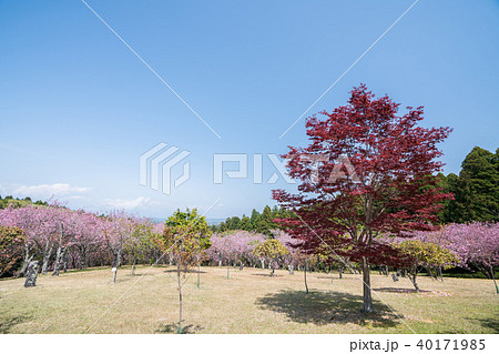 静峰ふるさと公園の八重桜まつり 静峰ふるさと公園の八重桜まつり 40171985