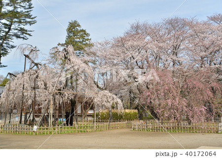 桜の競演 桜の競演 40172064