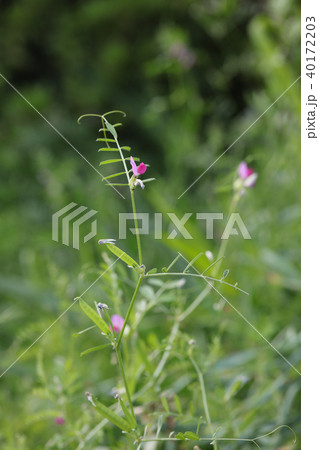 ヤハズエンドウ ヤハズエンドウ 40172203