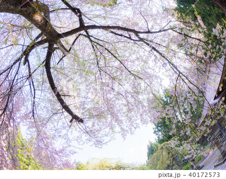 薬王寺の桜 40172573