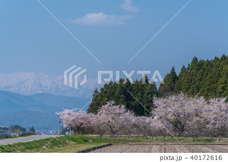 会津坂下の桜 40172616