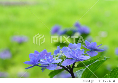 アジサイの花 40172618