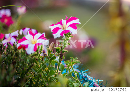 Colorful petunia flowers in the garden at evening. Colorful petunia flowers in the garden at evening. 40172742