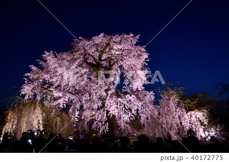 円山公園 祇園枝垂桜 円山公園 祇園枝垂桜 40172775