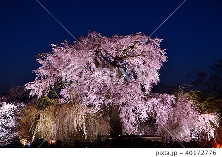 円山公園 祇園枝垂桜の写真素材