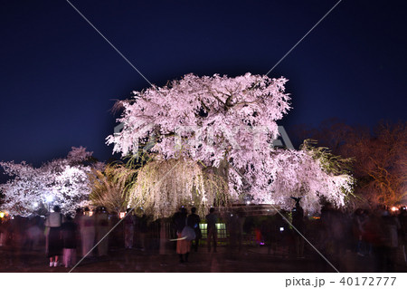 円山公園　祇園枝垂桜 40172777