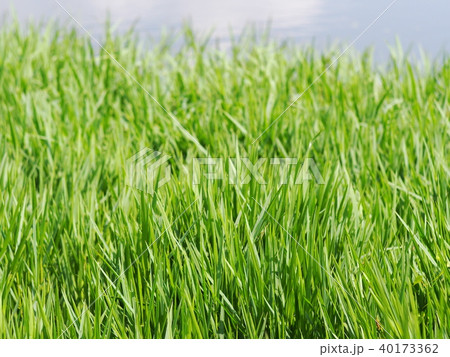 selective focus on green tropical grass outdoor 40173362