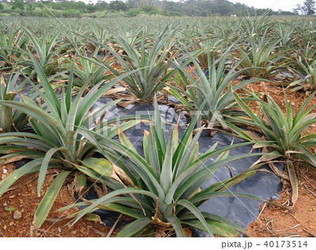 パイナップル 沖縄 パイナップル園 パイン 畑 赤土の写真素材