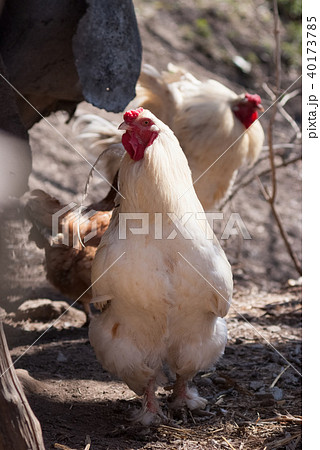 Beautiful healthy cockereland chikens walking  40173785