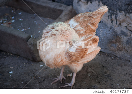 chicken with head in feathers or Egg hatching 40173787