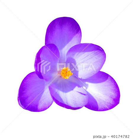 Macro flower crocus Macro flower crocus 40174782