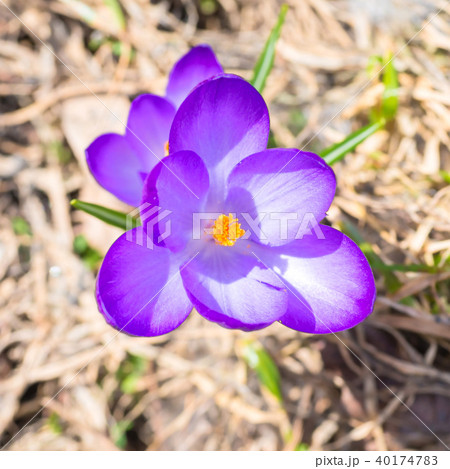 Macro shot of spring violet flower crocus Macro shot of spring violet flower crocus 40174783