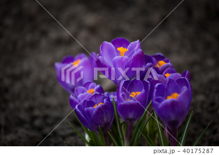 Beautiful first spring flowers crocuses bloom under bright sunlight. 40175287