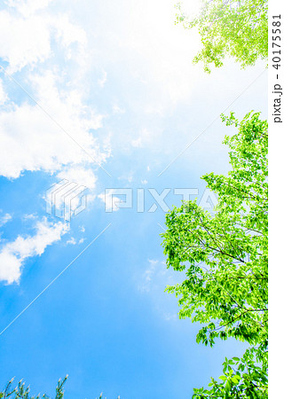 新緑　イメージ　青空 40175581