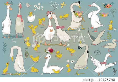 set with cute farm birds set with cute farm birds 40175798