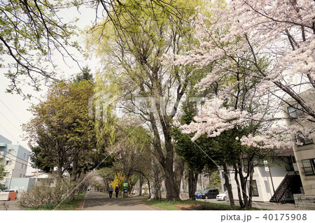 札幌 白石サイクリングロード(白石こころーど南郷通9丁目付近) 札幌 白石サイクリングロード(白石こころーど南郷通9丁目付近) 40175908