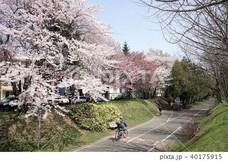 札幌　白石サイクリングロード（白石こころーど南郷通12丁目付近） 40175915