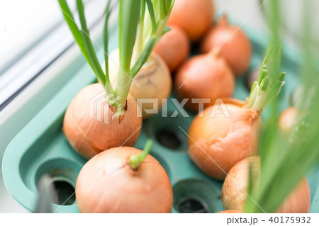 Onion growing in pot on windowsill. Gresh green organic homemade onions at home Onion growing in pot on windowsill. Gresh green organic homemade onions at home 40175932