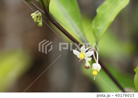 ワルナスビ ワルナスビ 40176015