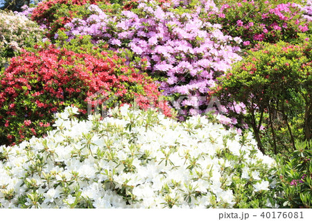 つつじの花 40176081